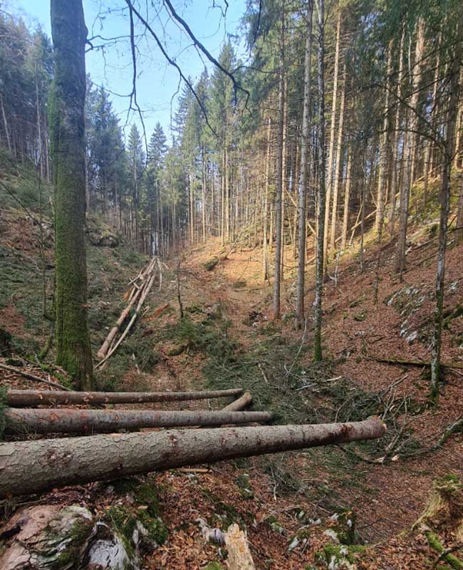 durchforsteter Wald